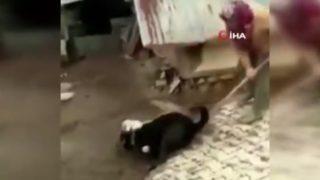 Çorum'da köpeklere kürekle vuran kişiye para cezası