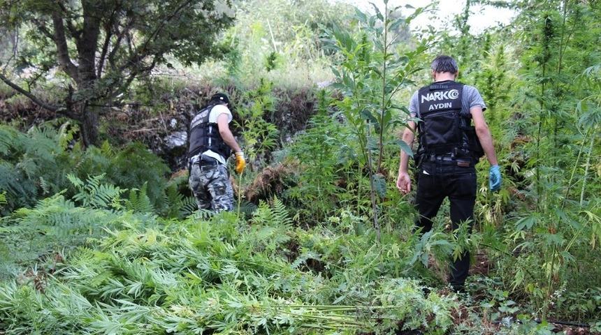 Hazine arazisinde hint keneviri yetiştirmişler