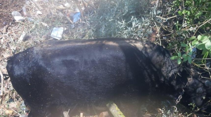 UMKE ekipleri D&uuml;zce&rsquo;de &ccedil;alışmalarına devam ediyor