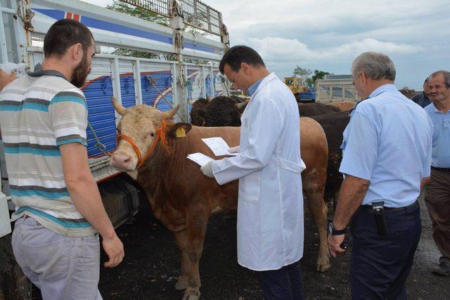 TVHB Başkanı Eroğlu: Hayvan pazarları sıkı denetlenmeli