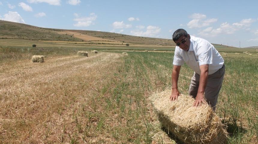 Yem bitkisinde rekolte düşüşü