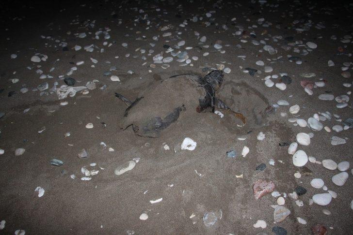 Caretta caretta üreme alanında drift yapan sürücünün ehliyetine el konuldu G5