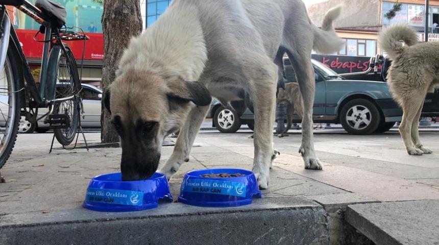Erzincan Ülkü Ocakları sokak hayvanlarını unutmadı