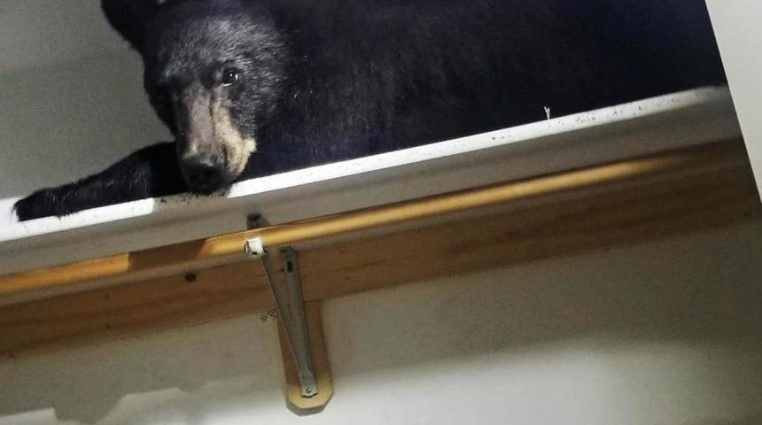 Eve giren ayı kendini kitleyip gardıropta uyuyakaldı!