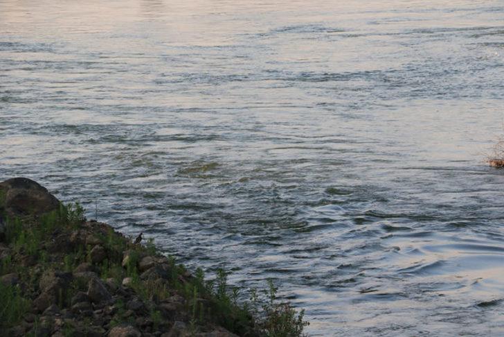 Yeşilırmak’ta 'İsrail sazanı' tehdidi! Profesörden 'çok acil tedbir alınmalı' uyarısı G3