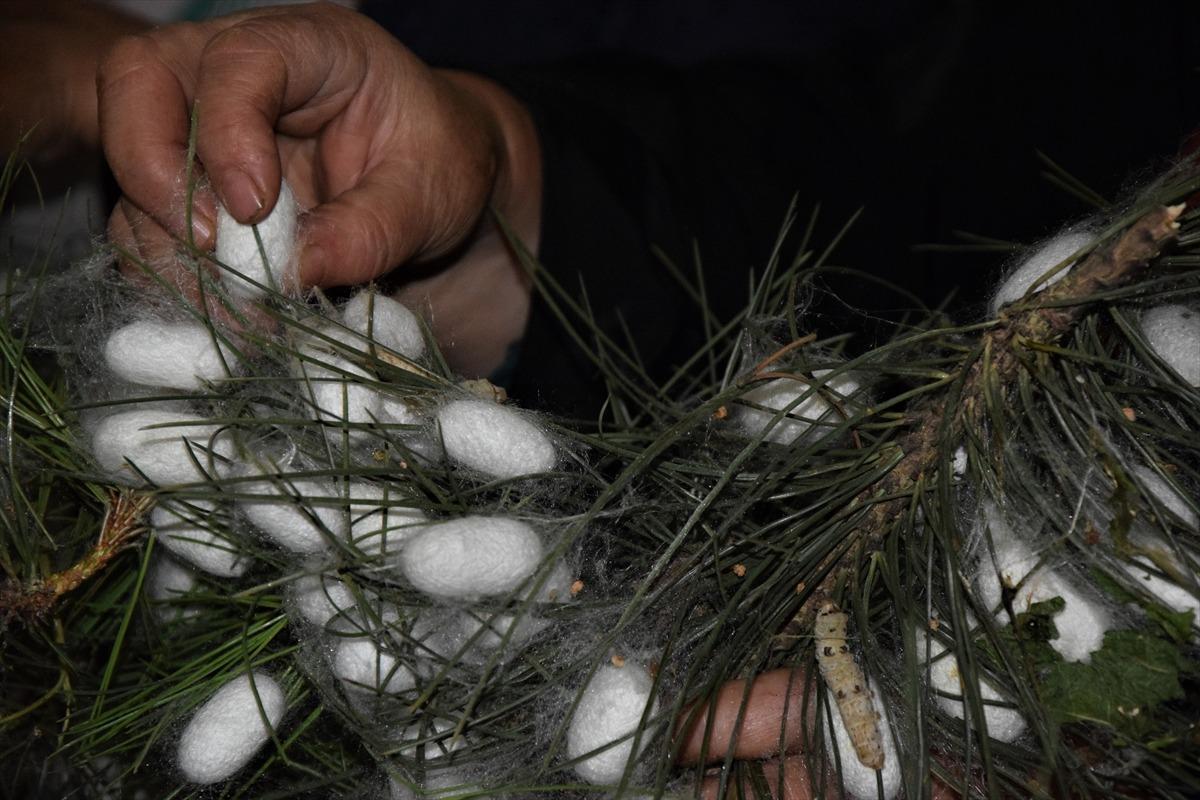 Devlet desteği ile başlıyorlar! Girişimcilerin yeni g&ouml;zdesi: İpek b&ouml;cek&ccedil;iliği