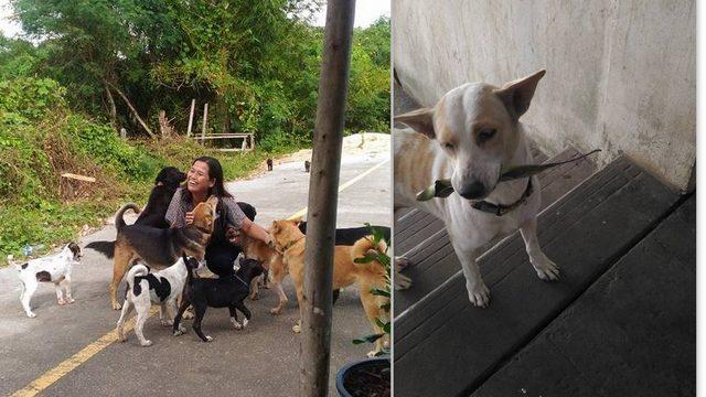 Kendisini Besleyen Kadına Her Gün Bir Hediye Getiren Vefakar Sokak Köpeği