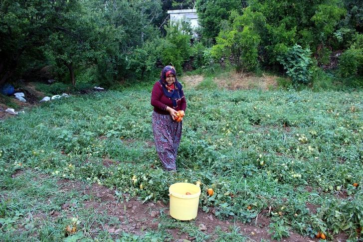 Sıcak havada zorlu domates salçası mesaisi başladı G2