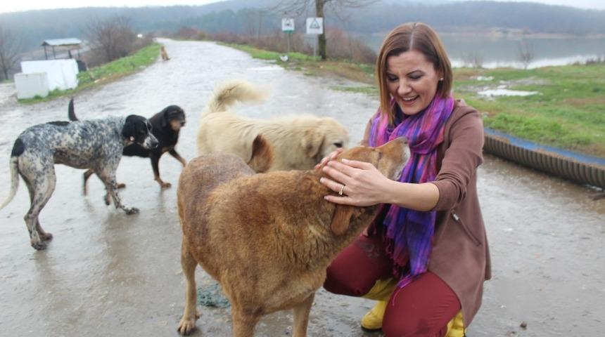 Başkan H&uuml;rriyet, sokak hayvanları i&ccedil;in harekete ge&ccedil;ti