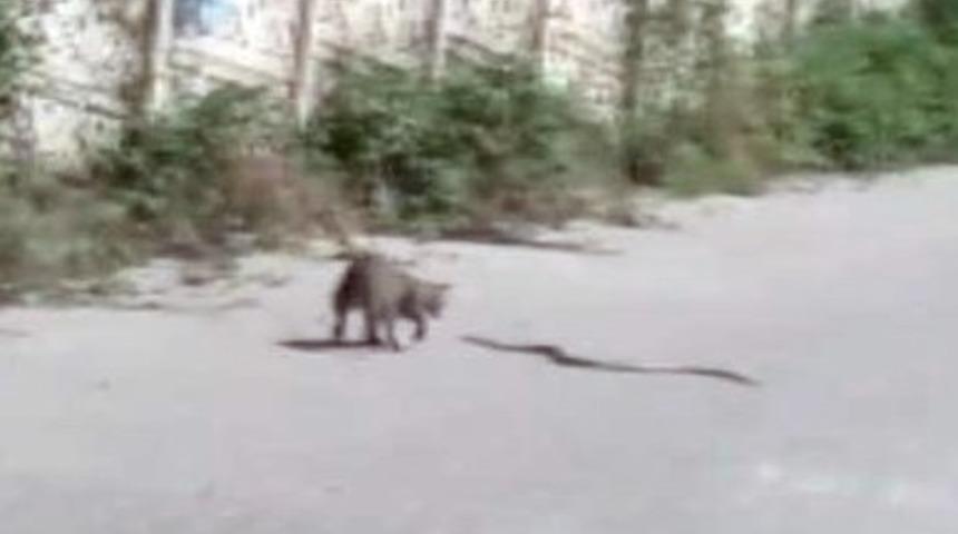 Kedinin yılanla kavgası kamerada