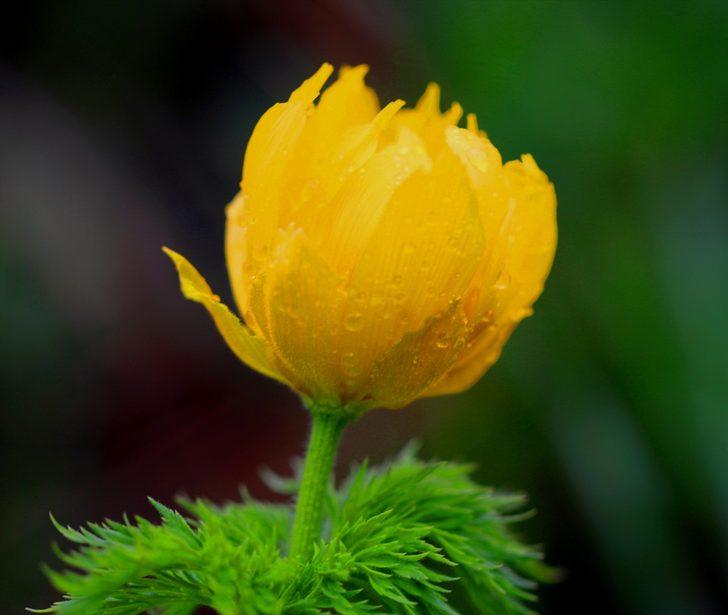 Sarı dağ gülü 150 yıl sonra ilk kez görüldü!  G1