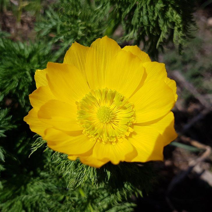 Sarı dağ gülü 150 yıl sonra ilk kez görüldü!  G2