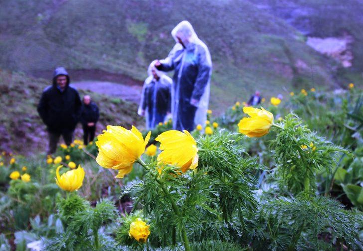 Sarı dağ gülü 150 yıl sonra ilk kez görüldü!  G3