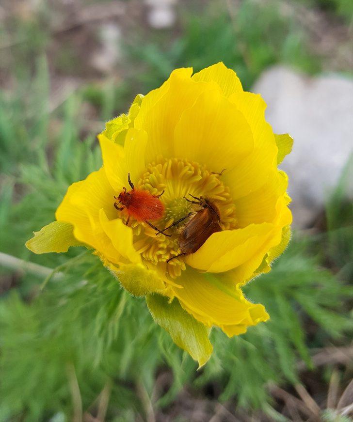 Sarı dağ gülü 150 yıl sonra ilk kez görüldü!  G4