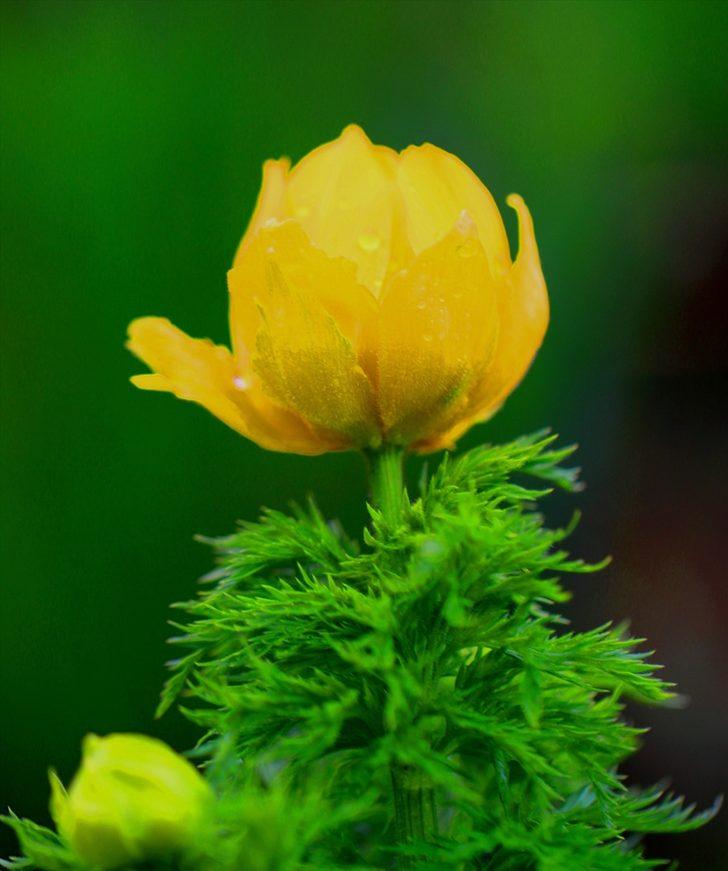 Sarı dağ gülü 150 yıl sonra ilk kez görüldü!  G5