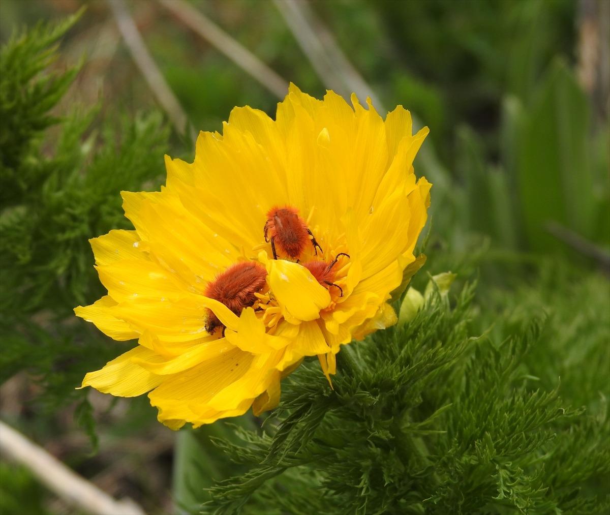Sarı dağ g&uuml;l&uuml; 150 yıl sonra ilk kez g&ouml;r&uuml;ld&uuml;! 