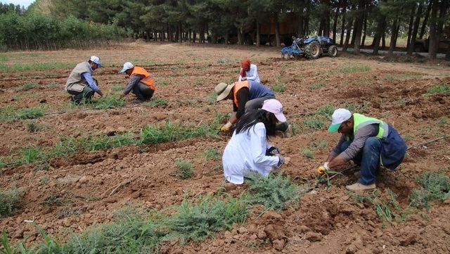 Büyükşehir kendi fidanını üretiyor