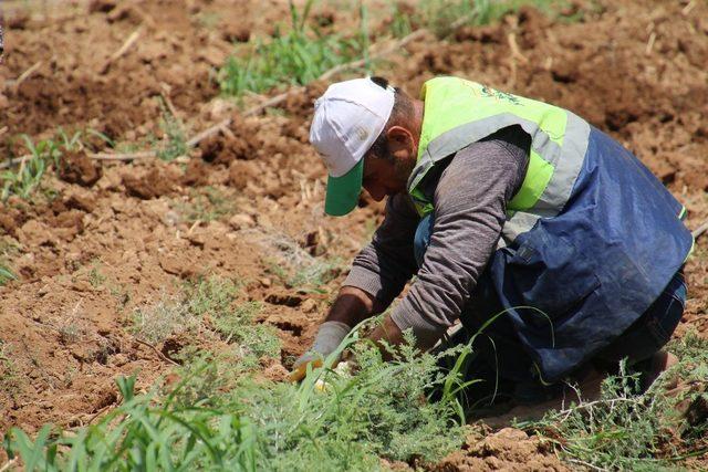 Büyükşehir kendi fidanını üretiyor