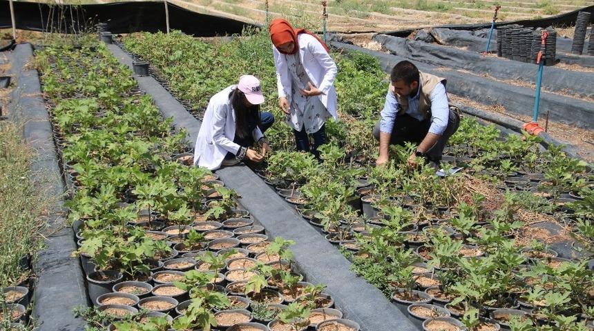 B&uuml;y&uuml;kşehir kendi fidanını &uuml;retiyor
