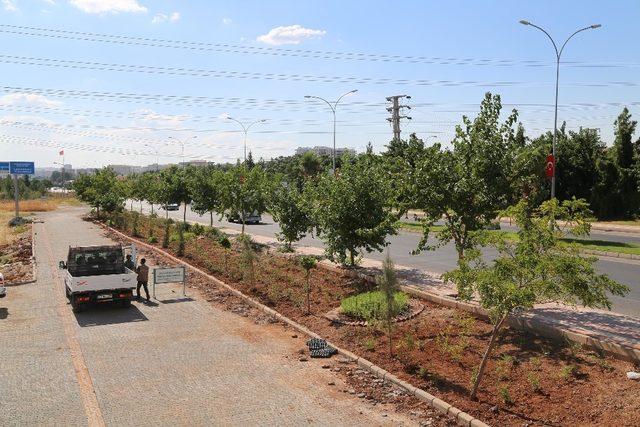 Şüheda Camisinde sona gelindi