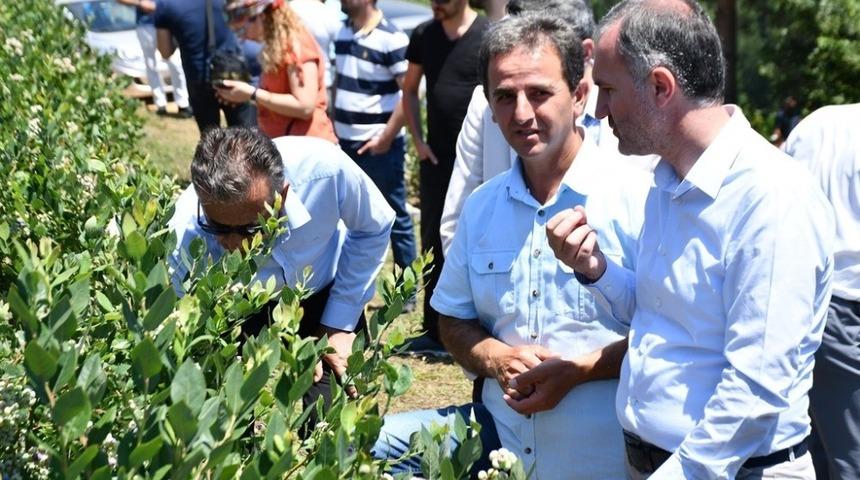 T&uuml;rkiye&rsquo;nin en b&uuml;y&uuml;k yaban mersini bah&ccedil;esinde hasat başladı