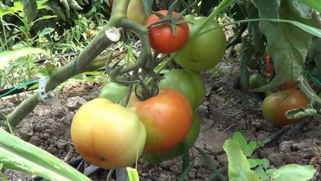 Iğdır’da domates hasadı başladı