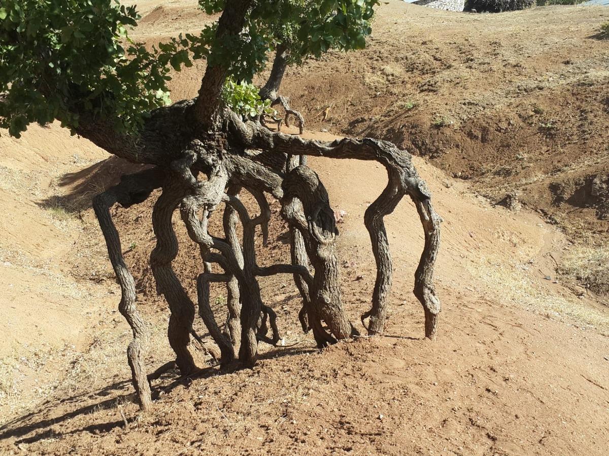 O il&ccedil;edeki ilgin&ccedil; ağa&ccedil;lar koruma altına alınıyor