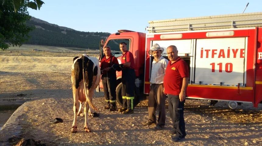Sulama havuzuna d&uuml;şen ineği itfaiye kurtardı