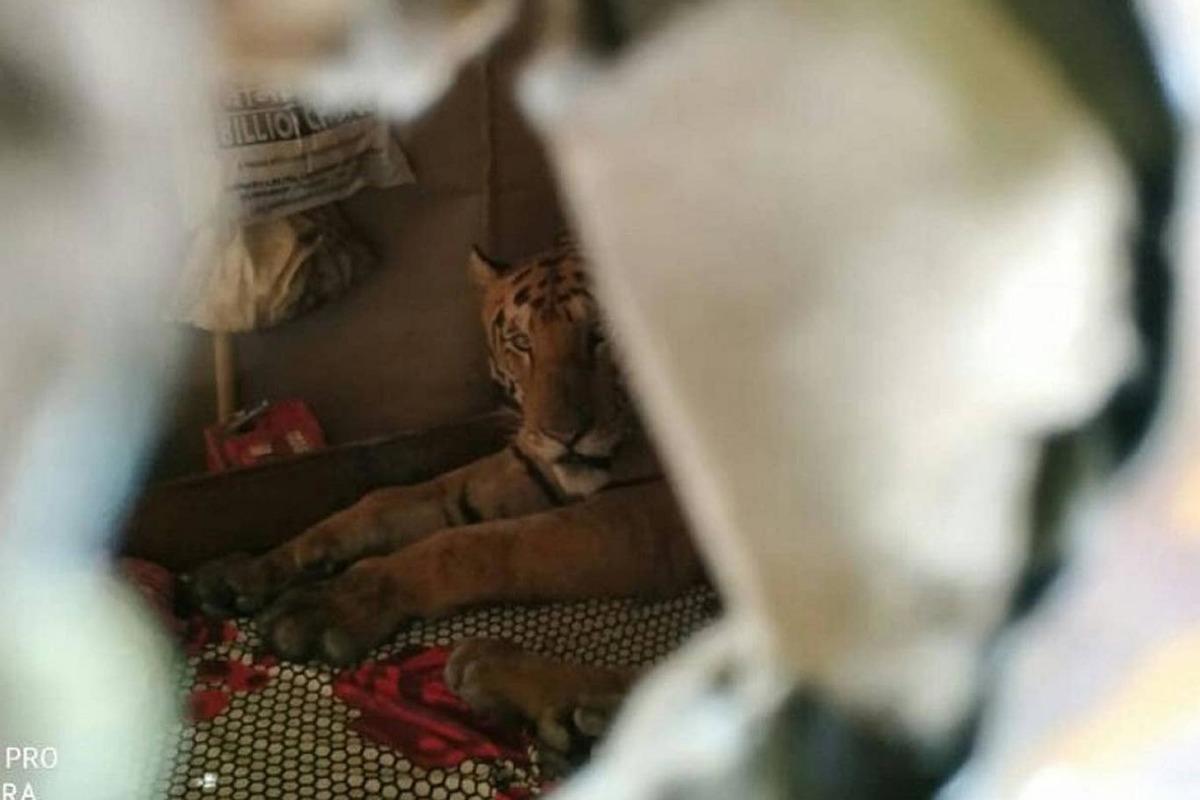 Hindistan&rsquo;da selden ka&ccedil;an kaplan bir evin i&ccedil;inde yatarken bulundu