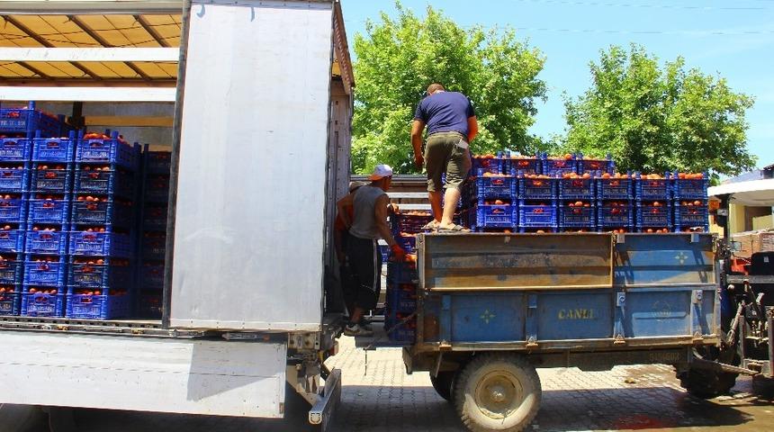 Domates &uuml;reticisine tat vermedi