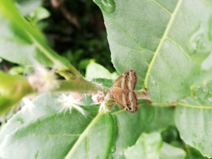 Bir şehrin kabusu olmuştu, artık oralarda da görülüyor G1