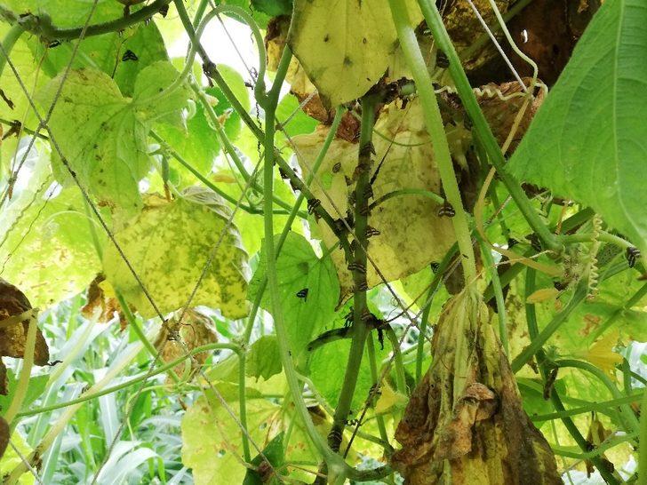 Bir şehrin kabusu olmuştu, artık oralarda da görülüyor G3