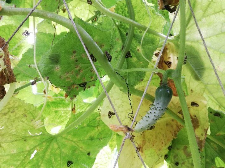 Bir şehrin kabusu olmuştu, artık oralarda da görülüyor G2
