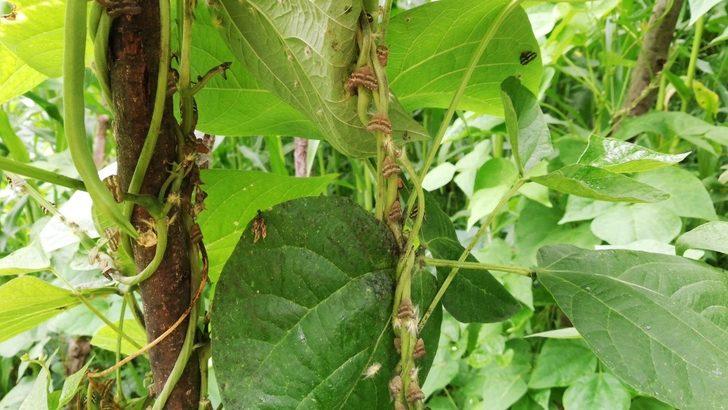 Bir şehrin kabusu olmuştu, artık oralarda da görülüyor G5