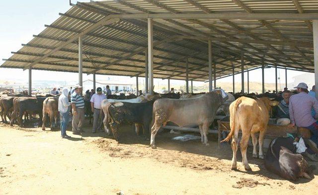 Sungurlu’da kurban bayramı hazırlıkları başladı