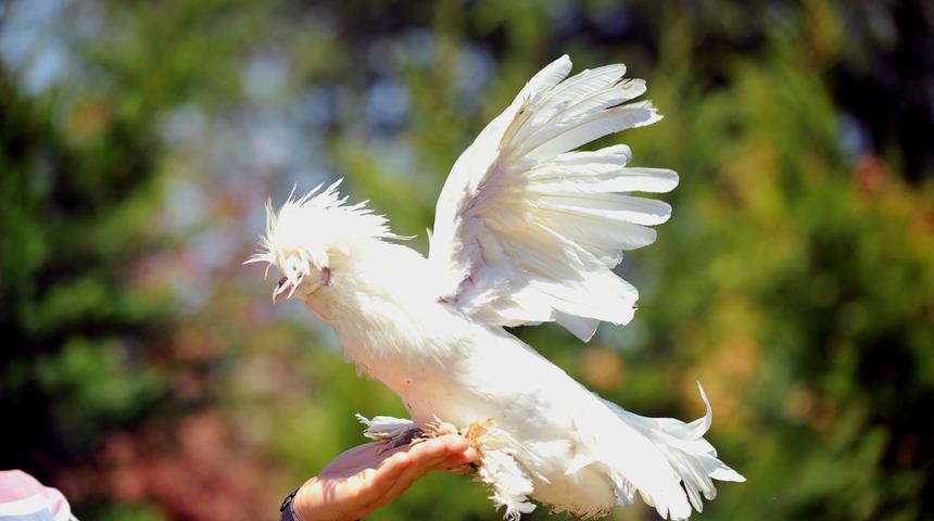 Milli ırk Osmanlı Sultan tavukları hobicilerin g&ouml;zdesi