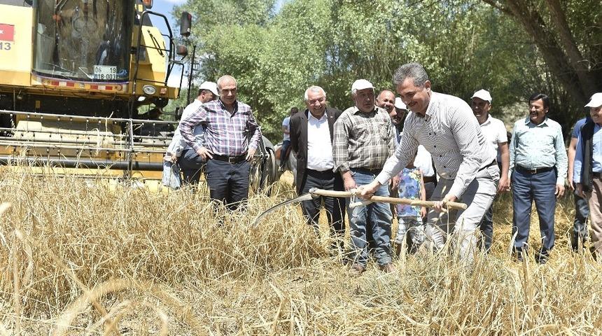 Mamak’ta hasat zamanı