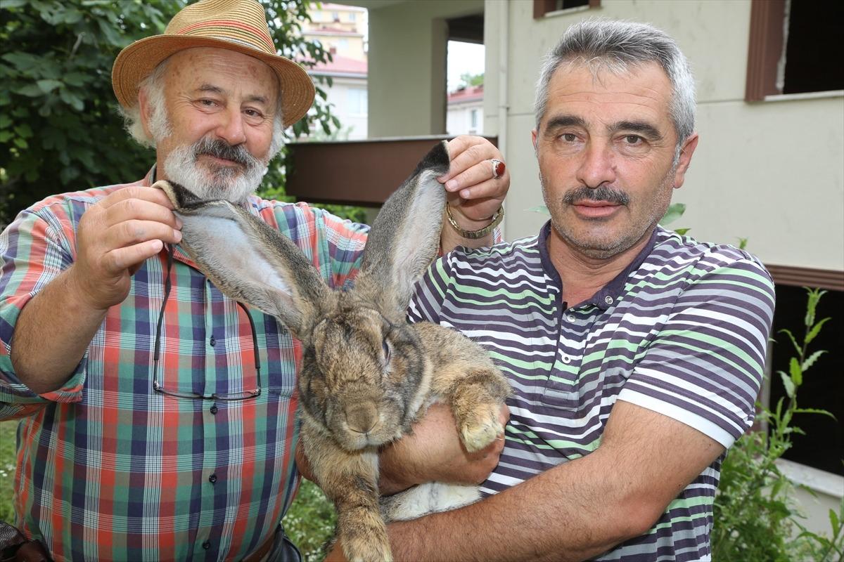 12 kiloluk tavşan ilgi odağı oldu