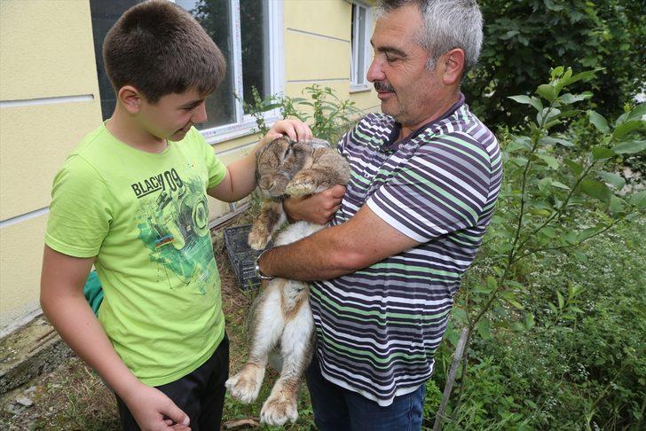 12 kiloluk tavşan ilgi odağı oldu G1