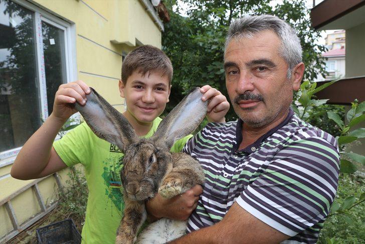 12 kiloluk tavşan ilgi odağı oldu G2