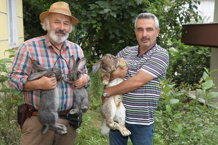 12 kiloluk tavşan ilgi odağı oldu G3