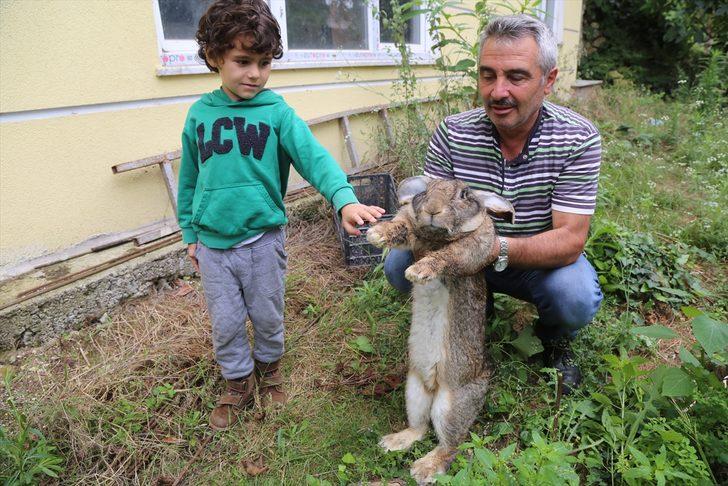 12 kiloluk tavşan ilgi odağı oldu G4