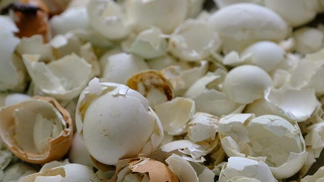 Yumurta kabuklarını ve kahveyi karıştırın, bahçedeki çiçekleri coşturun!