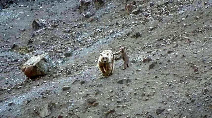 Anne boz ayı ve yavrusu, yiyecek ararken g&ouml;r&uuml;nt&uuml;lendi