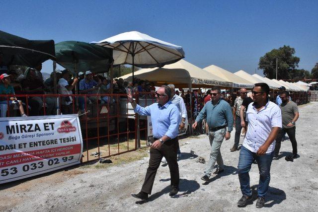 Germencik Boğa Güreşlerine vatandaşlardan yoğun ilgi