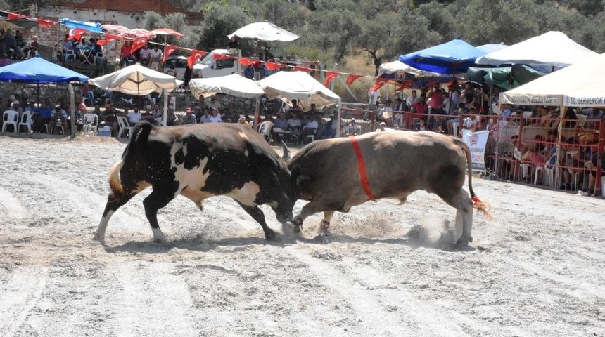 Germencik Boğa G&uuml;reşlerine vatandaşlardan yoğun ilgi