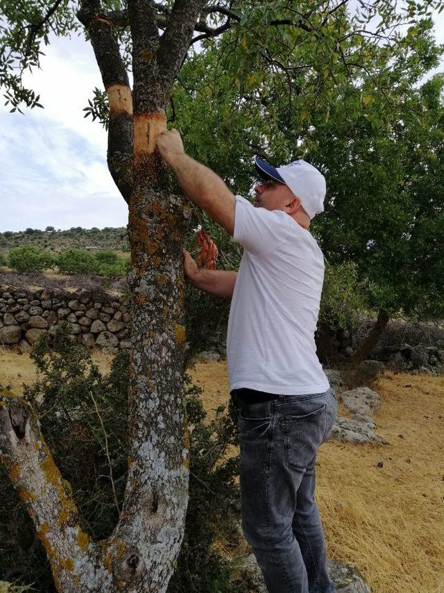 Yunusemre’de yabani zeytin ve menengiç ağaçları aşılandı