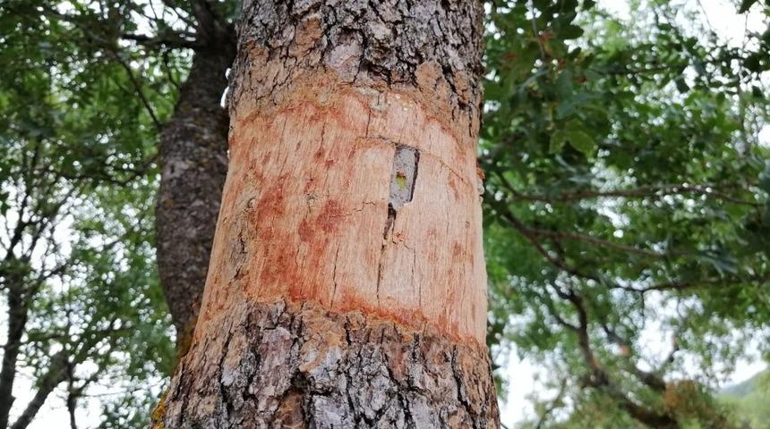 Yunusemre&rsquo;de yabani zeytin ve menengi&ccedil; ağa&ccedil;ları aşılandı