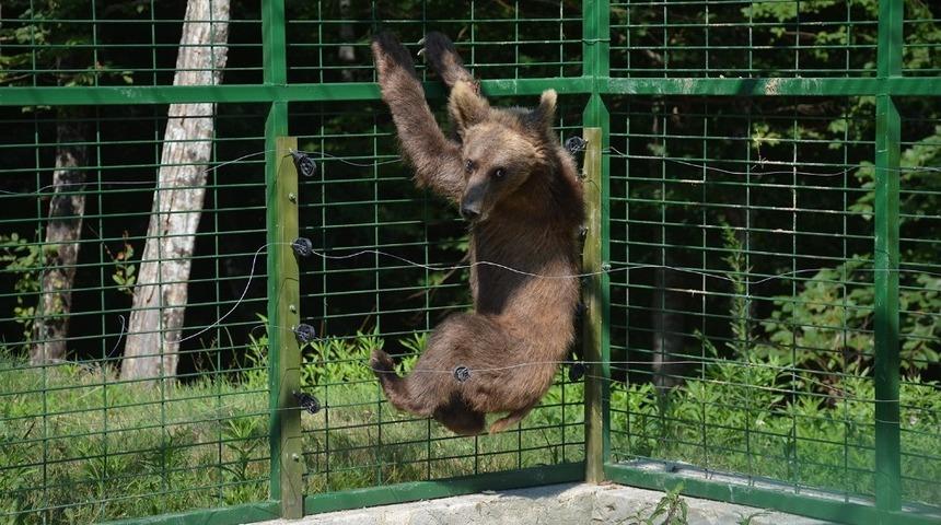 Ara&ccedil; &ccedil;arpması sonucu yaralanan "Aykız" Kastamonu&rsquo;ya g&ouml;nderildi