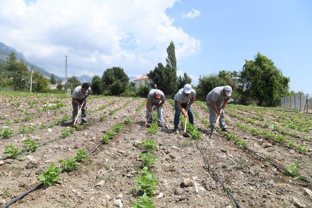 Çandır fasulyesinde çapa zamanı